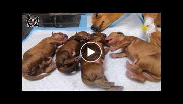 Baby newborn puppies howling loudly asking for mom - Saving a pregnant dog