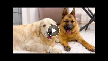 Sleepy Golden Retriever and German Shepherd Fall Asleep Sleepy Golden Retriever and German Shepherd Fall Asleep