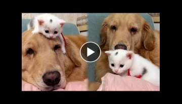 This Golden Retriever and Tiny Kitten Are Just Too Adorable
