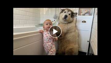Giant Sulking Dog Hates Bath Time Throws Tantrum And Does Everything To Avoid It! (CUTEST DOG EVE...