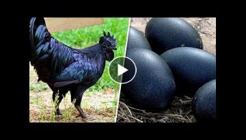Top 10 of the world’s most unusual chicken breeds