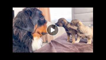 Bernese Mountain Dog Meets Puppies for the First Time Bernese Mountain Dog Meets Puppies for the First Time