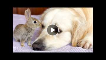 Cute Baby Bunnies think the Golden Retriever is their Mother part 2 Cute Baby Bunnies think the Golden Retriever is their Mother part 2