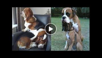 GET READY for LAUGHING CAN'T STOP - Super FUNNY & HILARIOUS DOGS video