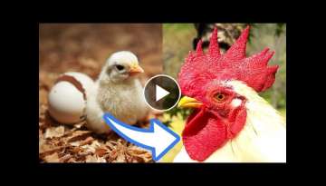As a result of raising chicks from eggs [evolution of shock to chickens]