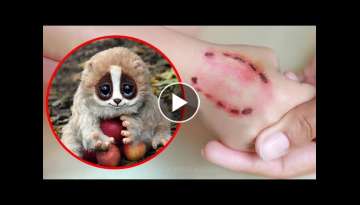 10 Cute Animals That Are Actually Deadly 10 Cute Animals That Are Actually Deadly