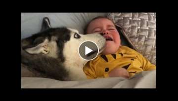 Husky Does Everything She Can To Stop My Baby Crying!! Husky Does Everything She Can To Stop My Baby Crying!!