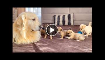Adorable Golden Retriever Reaction to 5 Puppies!