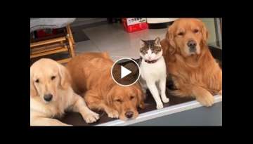 Golden Retrievers And Cat Make The Perfect Family