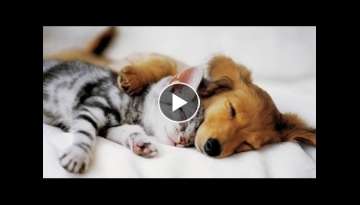 Top 10 Cats and Dogs best friends Top 10 Cats and Dogs best friends