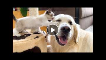 Golden Retriever wants to make friends with a Kitten