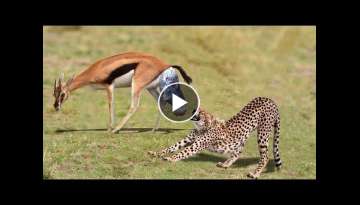 NEWBORN IMPALA LUCKY ESCAPE FROM FIVE CHEETAH CHASING | Mother Impala Giving Birth