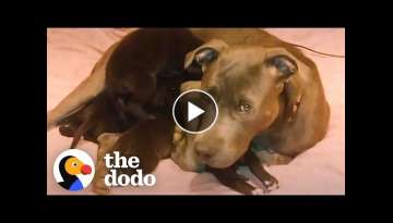 Mama Pittie Was Hiding Her Puppies In A Burrow | The Dodo Foster Diaries Mama Pittie Was Hiding Her Puppies In A Burrow | The Dodo Foster Diaries