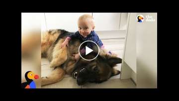 Big Dog Loves His Little Baby Girl | The Dodo