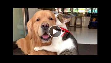 A Golden Cat Hug A Golden Cat Hug