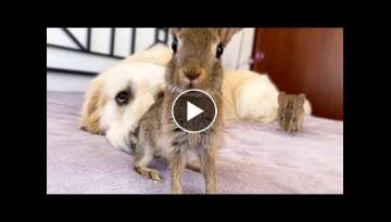 Golden Retriever Teaches Baby Bunnies to Play Like Dogs