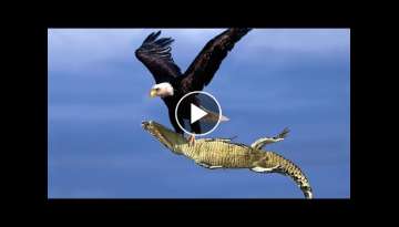 Most Amazing Moments Of Wild Animal Fights! Wild Discovery Animals