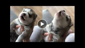 Cute Puppies Howl For The First Time Compilation Cute Puppies Howl For The First Time Compilation