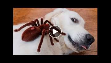 Dog vs Robot Spider! Tarantula Attacks Puppy Bailey Prank