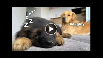 My Dog Gets Annoyed by New Puppy From Day One My Dog Gets Annoyed by New Puppy From Day One