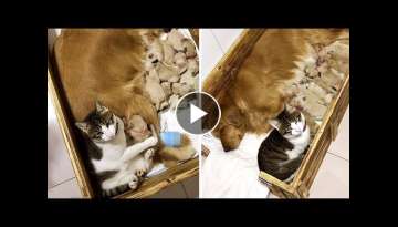Cat Comforts Dog Friend's Newborn Puppies