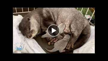 Otter gave birth to babies!