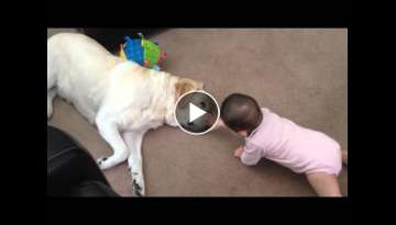 Labrador motivates baby's first crawls