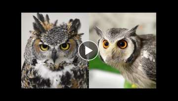 A Funny Owls And Cute Owls Videos Compilation