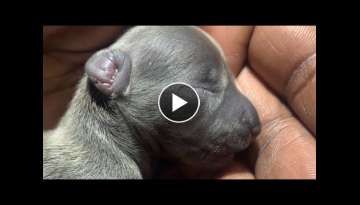 How to save a new born puppy that’s has that cry of death