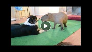 Dog and Capybara