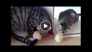 Chick Growing up with Cat Friend Chick Growing up with Cat Friend