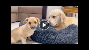 Golden Retriever doesn't want to share his bed with a Puppy