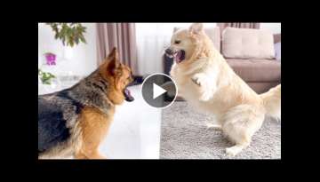 Golden Retriever and German Shepherd are Playing