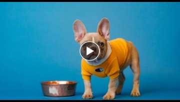 10 Different Types of French Bulldog Dogs