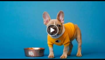 10 Different Types of French Bulldog Dogs 10 Different Types of French Bulldog Dogs