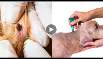 7 shocking facts about Tick Bites on Dogs (Cause, Treatment + Prevention) 7 shocking facts about Tick Bites on Dogs (Cause, Treatment + Prevention)