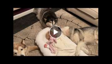Giant Dogs Protect Sleeping Baby! (Cutest Ever!!)