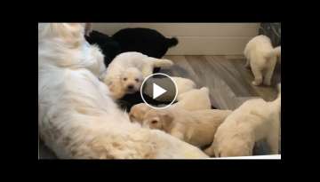 F1 English Goldendoodles 3 Weeks Old F1 English Goldendoodles 3 Weeks Old