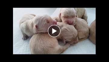 Golden Retriever from birth to a month Golden Retriever from birth to a month