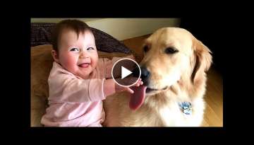 Golden Retriever Dog makes Baby laugh very happy | Dog loves Baby Compilation