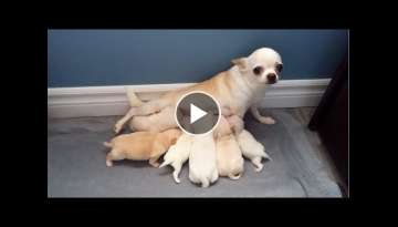 Busy Momma - chihuahua pups at the milk bar