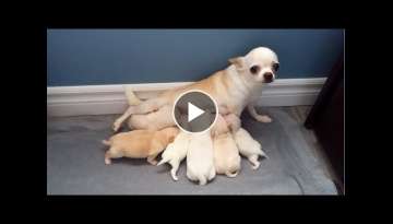 Busy Momma - chihuahua pups at the milk bar Busy Momma - chihuahua pups at the milk bar