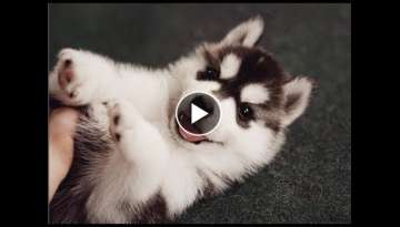 Funny Husky and Alaskan Malamute Videos Compilation - Cute And Funniest Dogs