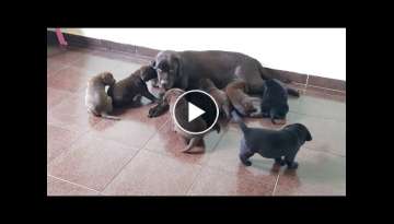 Filhotes de Labrador com 30 dias