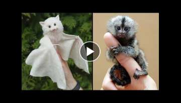 25 Cutest Exotic Animals You Can Own As Pets