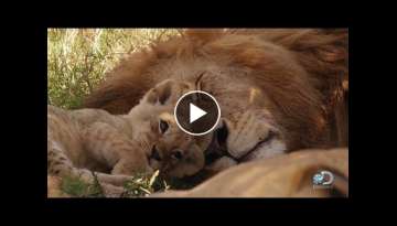Adorable Lion Cubs Frolic as their Parents Look On Adorable Lion Cubs Frolic as their Parents Look On