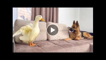 Funny German Shepherd Reaction to Duck