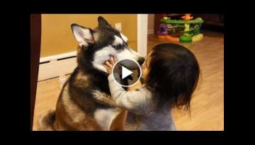 Baby Loves Siberian Husky Dog!