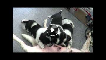 4 week old Australian cattle dog - border collie pups nursing 4 week old Australian cattle dog - border collie pups nursing