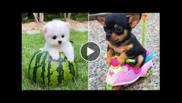 Baby Dogs - Cute and Funny Dog Videos Compilation Baby Dogs - Cute and Funny Dog Videos Compilation